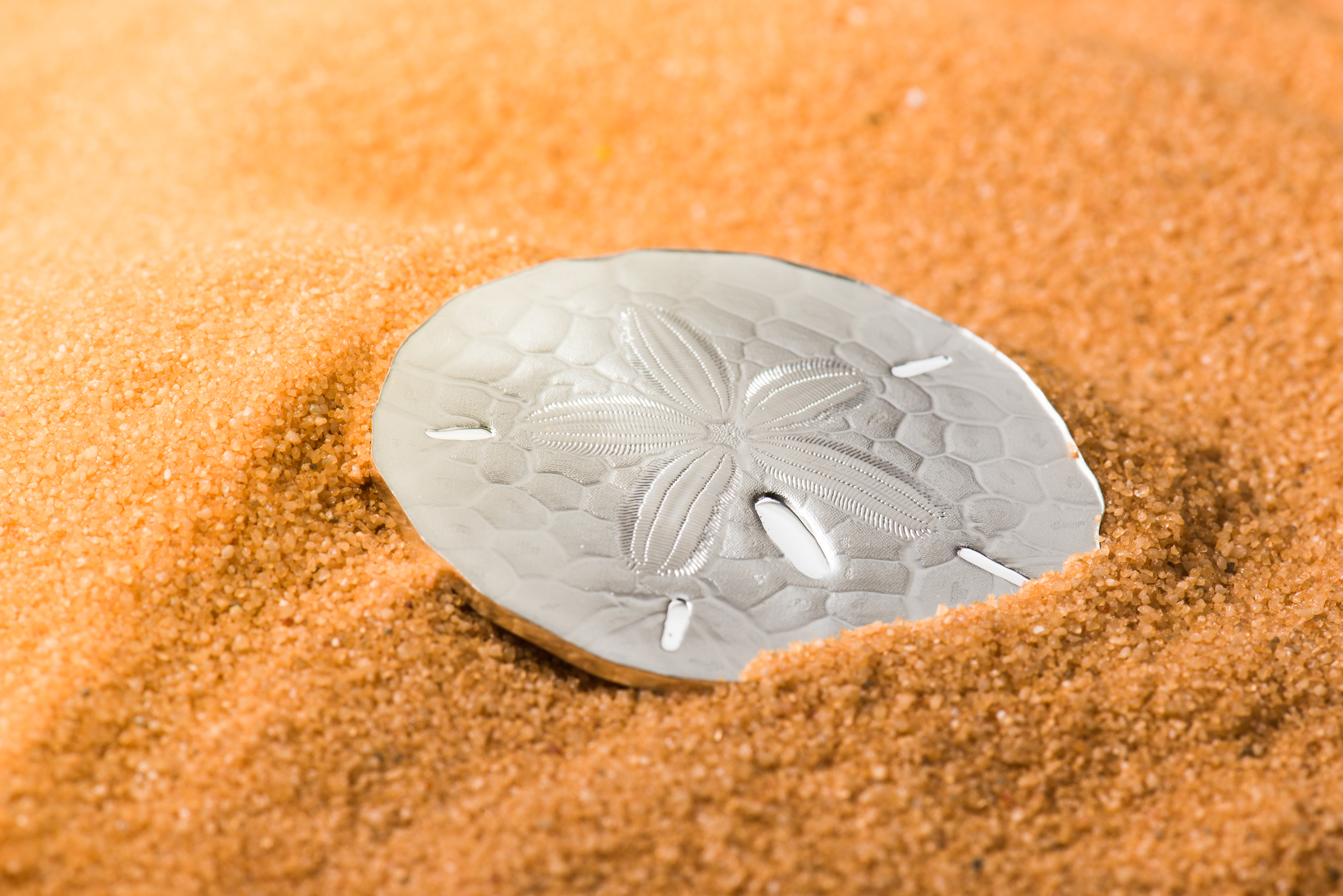 Palau 2017 1 Dollar Sand Dollar Numiscollect