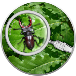 Republic of Cameroon - 2020 - 500 Francs - The Secret Garden - Stag Beetle