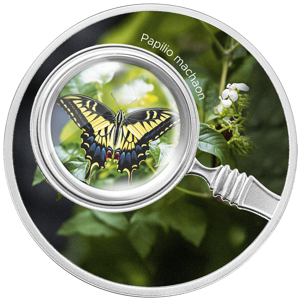 Cameroon - 2024 - 500 Francs - Butterflies Papilio Machaon