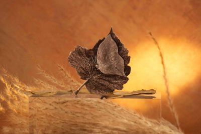 Cameroon - 2025 - 2000 Francs - Mystic Leafwing Butterfly