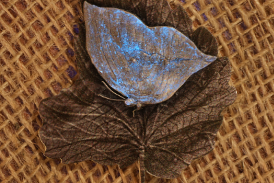 Cameroon - 2025 - 2000 Francs - Mystic Leafwing Butterfly